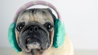 Pug keeping warm wearing ear warmers