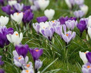 White and mauve crocuses growing in grass