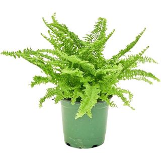 Rooted Boston Fern Compacta