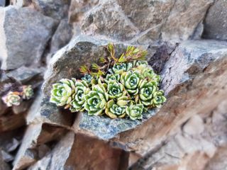 small rock garden ideas: succulents growing on stone