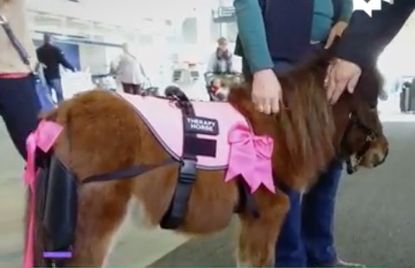 A miniature therapy horse works with passengers in Kentucky.