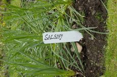 Salsify Growing In The Garden With A Label