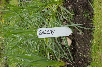 Salsify Growing In The Garden With A Label