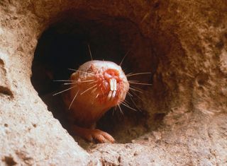 Naked mole rats live in underground colonies in the deserts of East Africa.