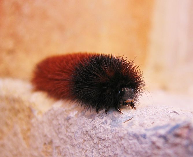 Woolly bear caterpillar