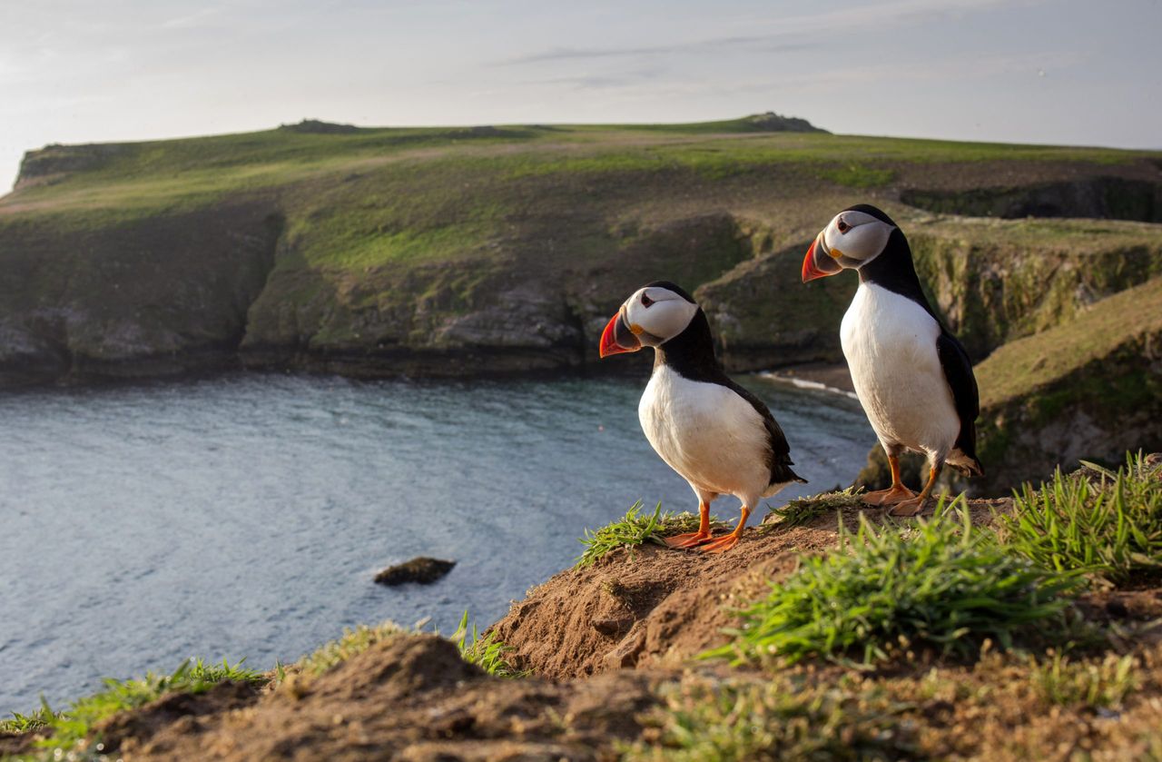 A pair of puffins against the green coastal backdrop of Skomer Island, Pembrokeshire.