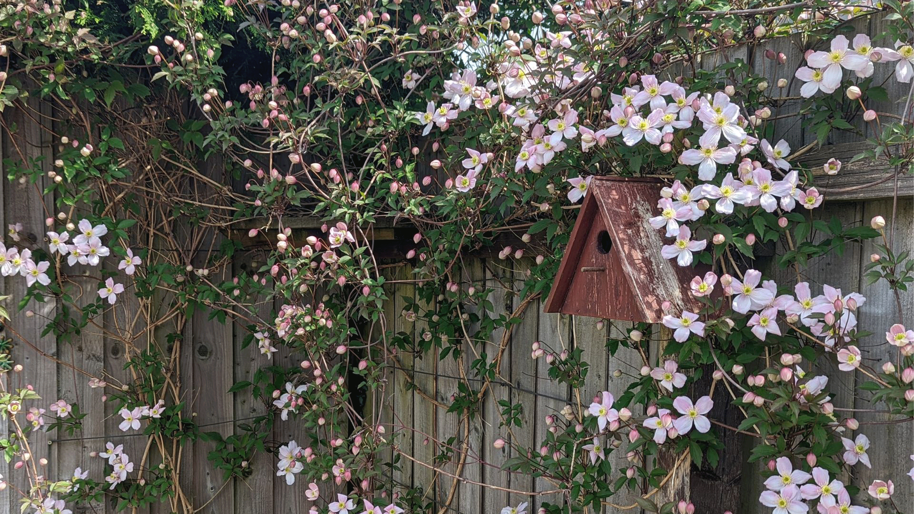 Clematis growing over a fence