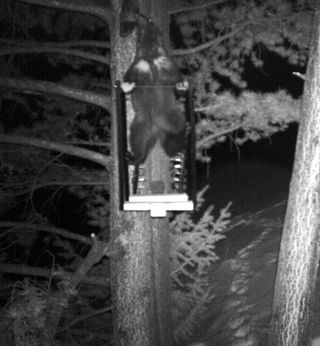 Wolverine photographed in camera trap