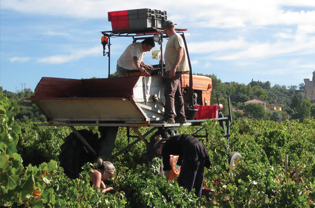 harvesting Cinsault in the Domaine la Barroche vineyard, Ch&amp;acirc;teauneuf-du-Pape
