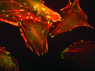 Human Immune Cell in ISS Kubik Centrifuge 