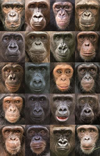 chimpanzees and gorillas