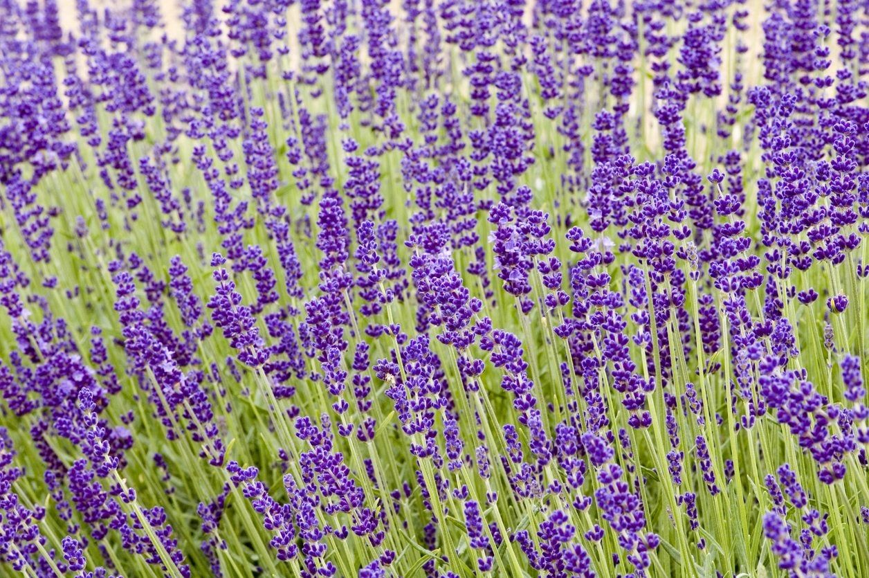 zone 5 lavender