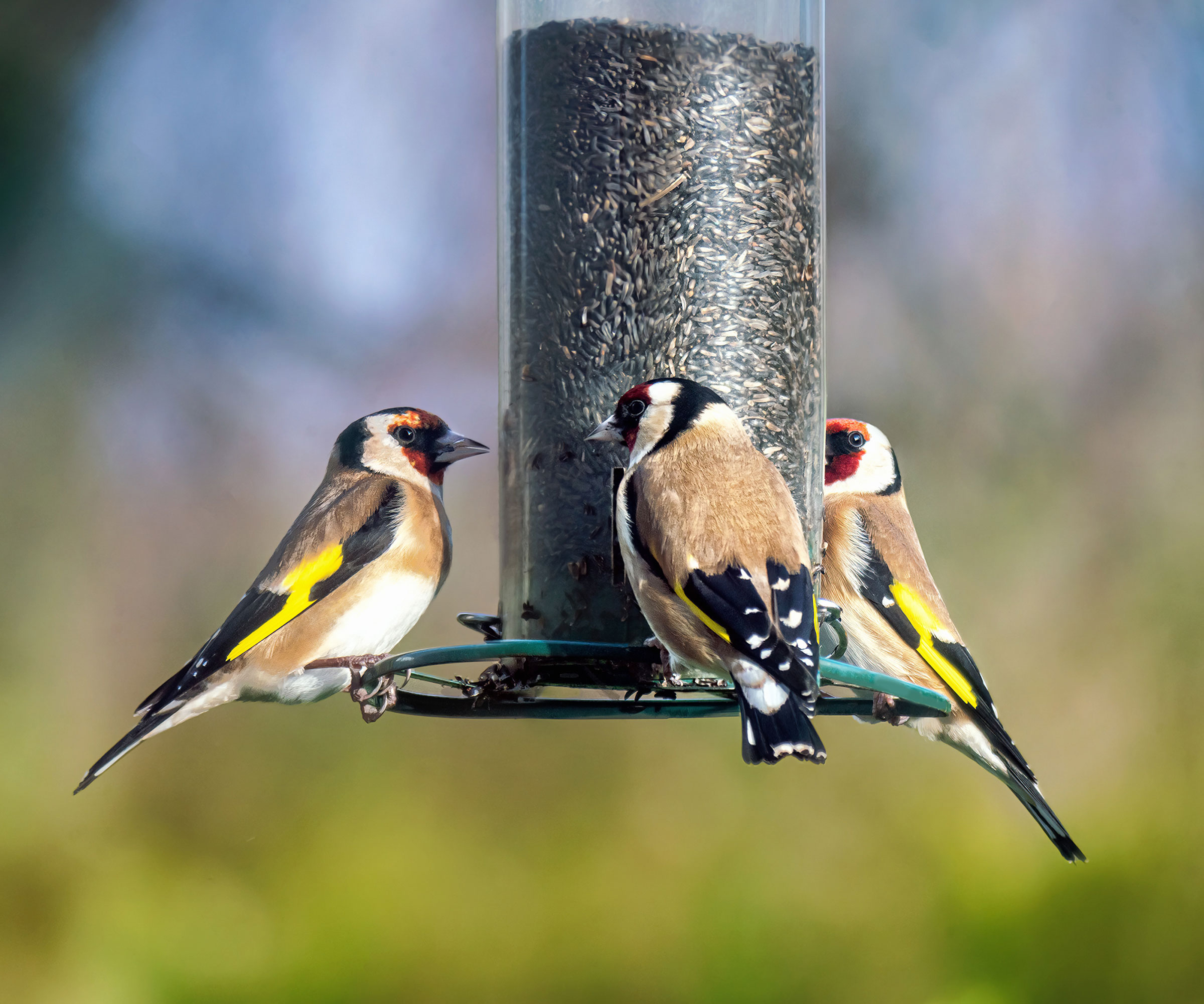 goldfinches feeding on nyjer seeds in winter