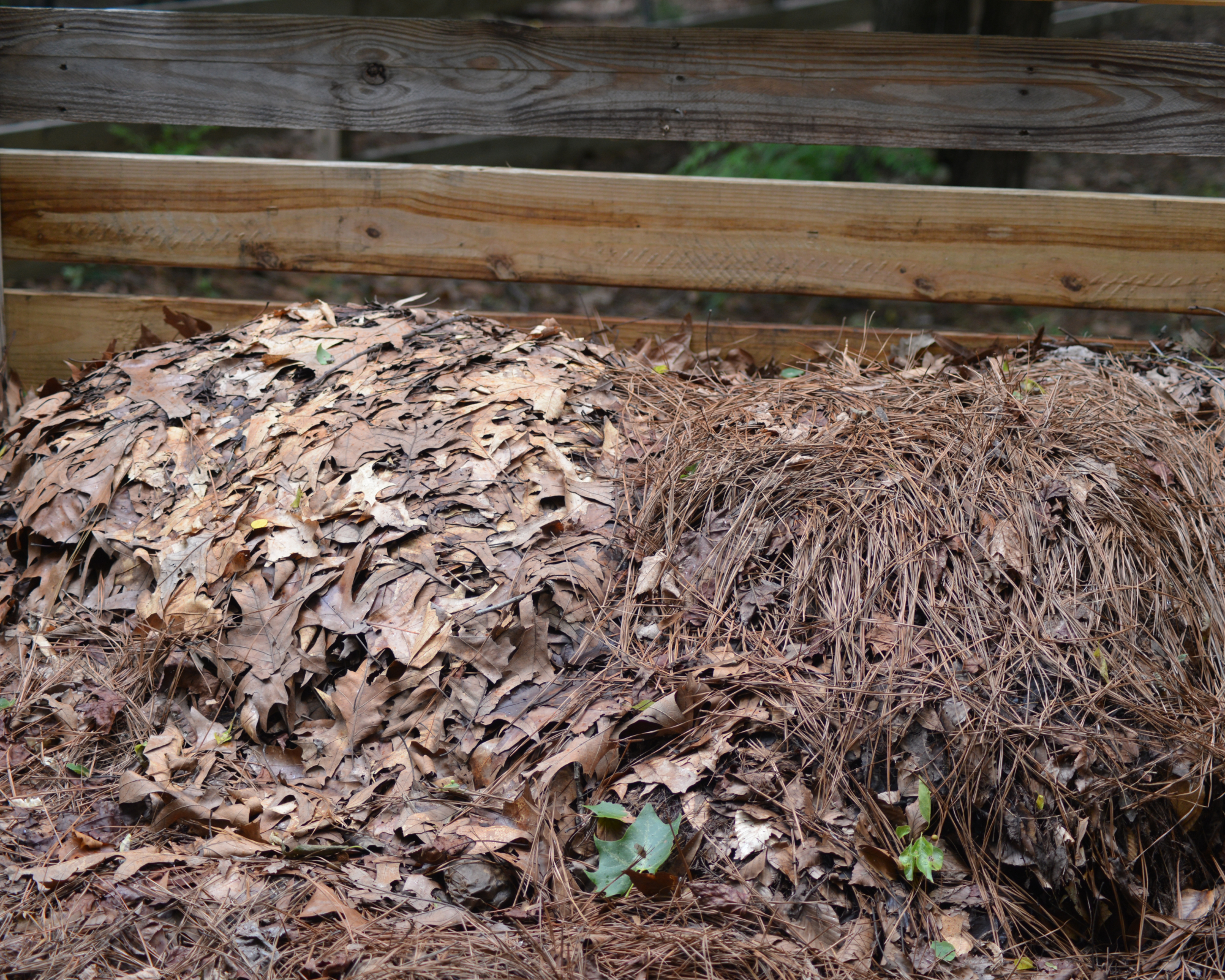 Brown compost materials leaves and pine needles
