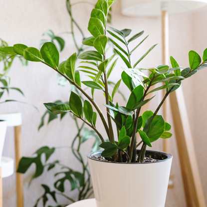 Zamioculcas Zamiifolia or ZZ Plant in white flower pot stands on a wooden stand for flowers in the living room against the backdrop of many home plants. Home plants care concept.