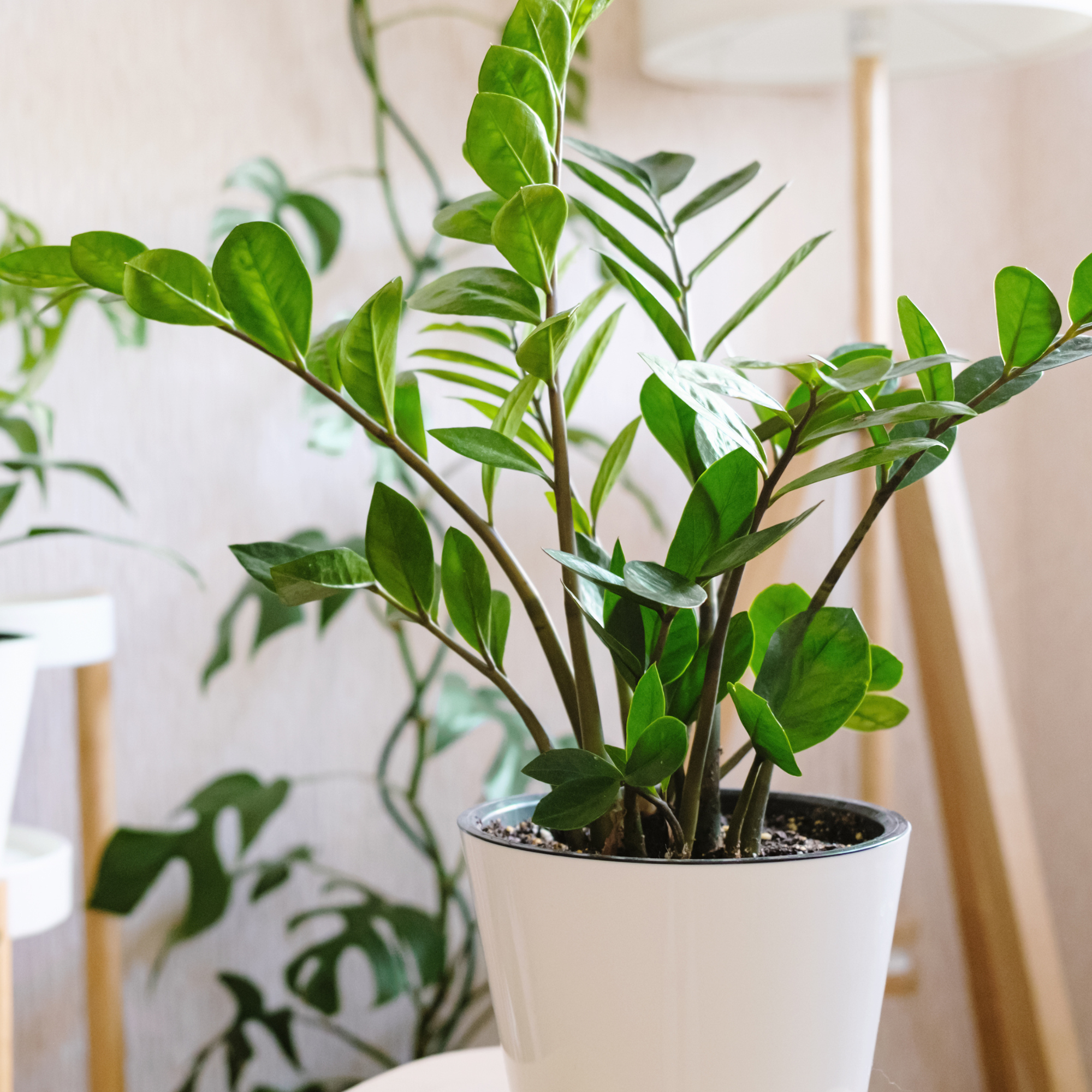 Zamioculcas Zamiifolia or ZZ Plant in white flower pot stands on a wooden stand for flowers in the living room against the backdrop of many home plants. Home plants care concept.