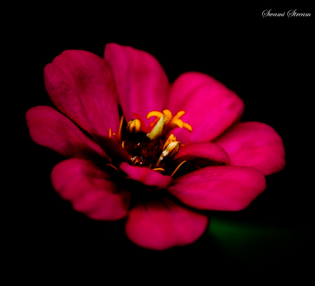 A pink zinnia blooms