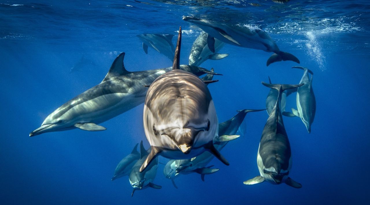 A group of dolphins swimming underwater