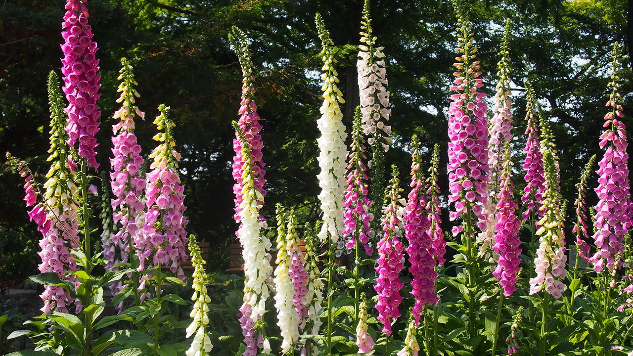 foxgloves