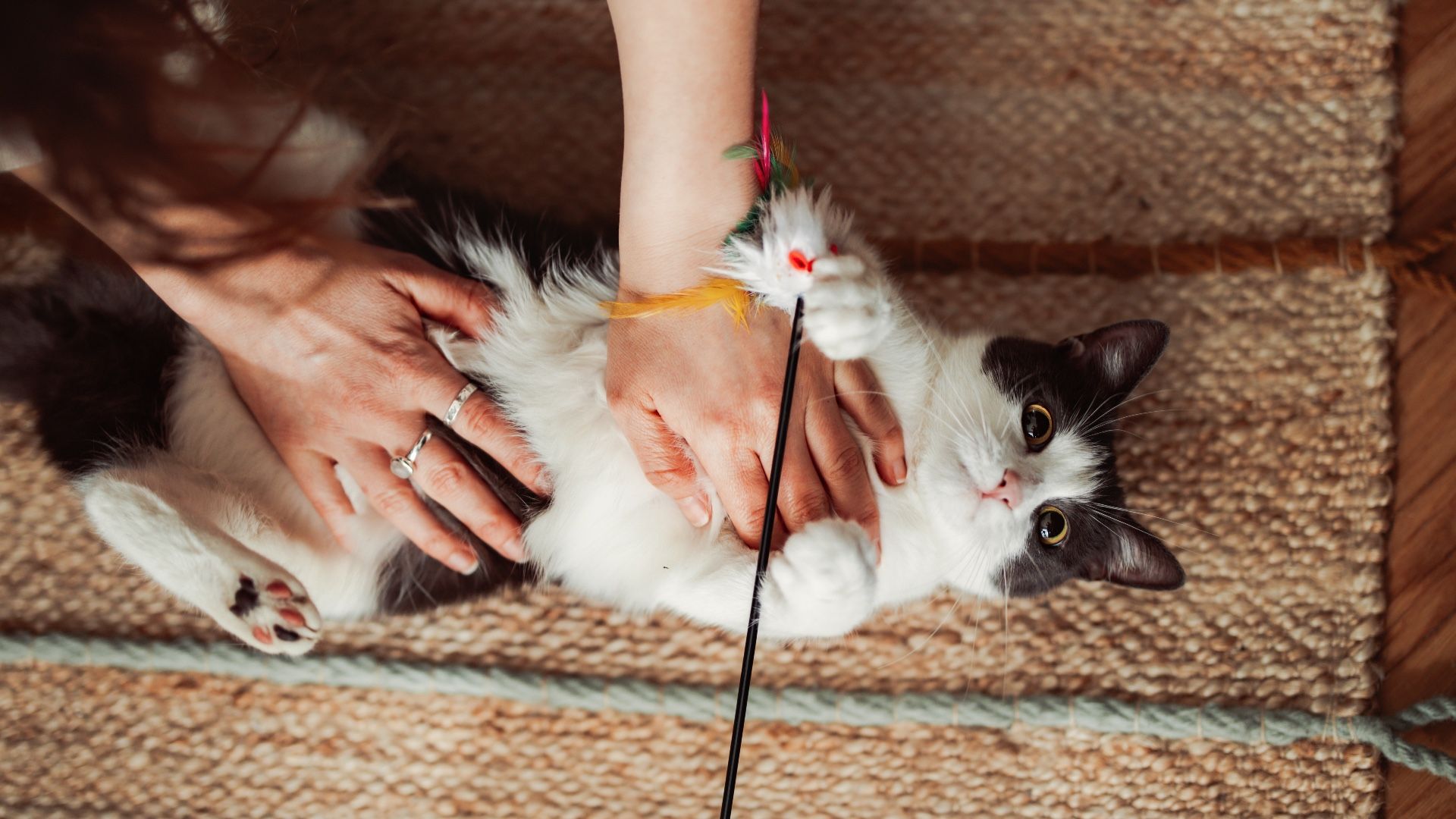 Does your cat scratch you during play? Put an end to the ouch with this