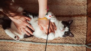 Cat lying on back playing with toy