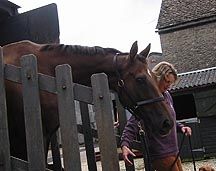 Denman1.jpg