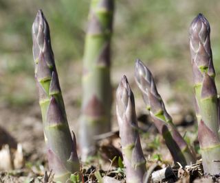 Asparagus spears growing through the soil