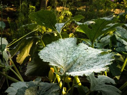 Powdery Mildew On Squash Plant Leaves