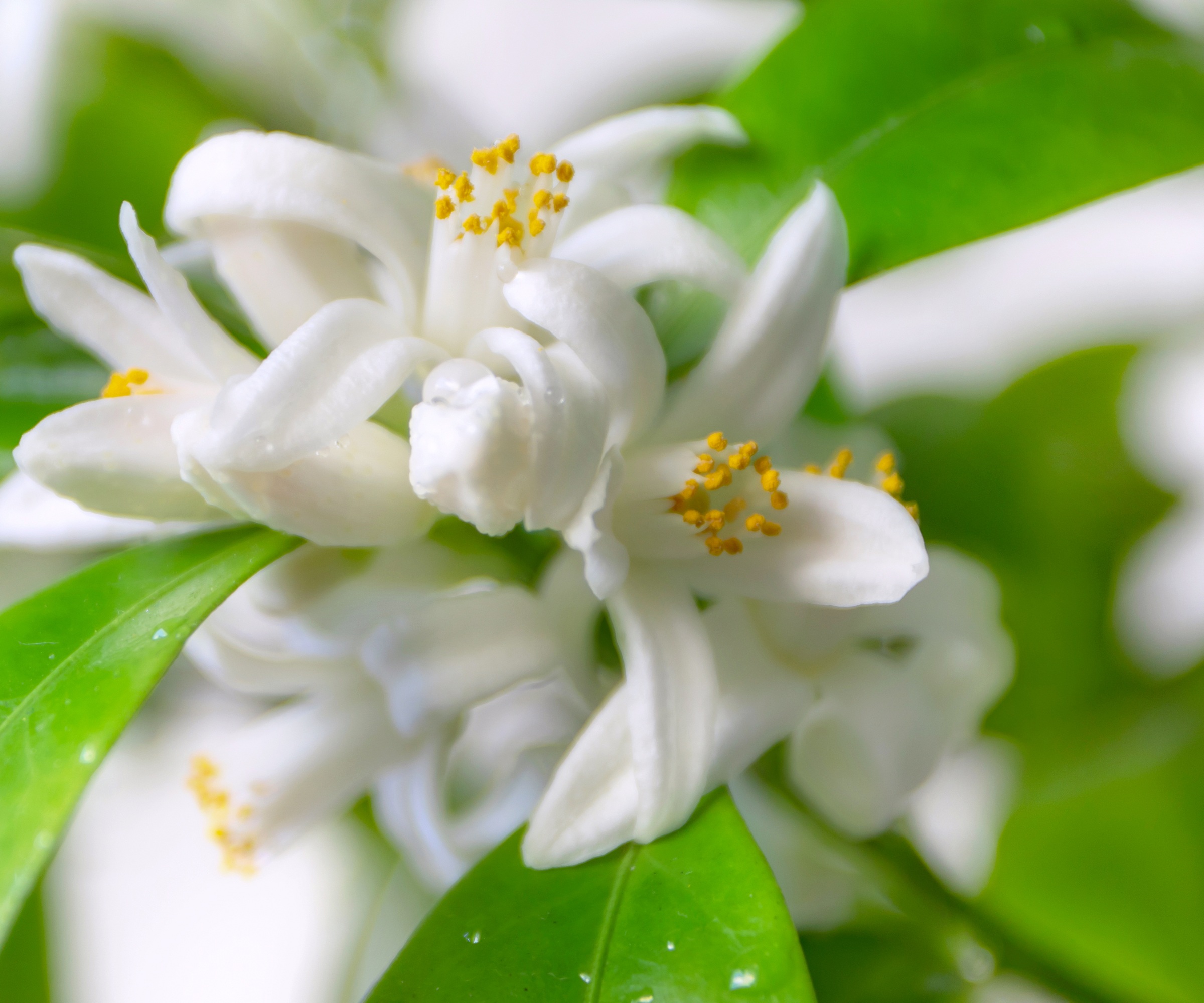 Orange tree blossom