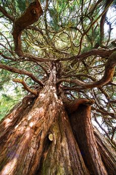 A redwood at Balmacaan Woods, Loch Ness. Credit: Paul Glendell / Woodland Trust