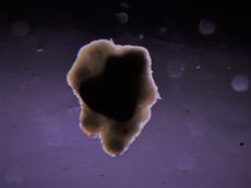An image of small-scale muscle tissue made using bovine cell spheroids. 