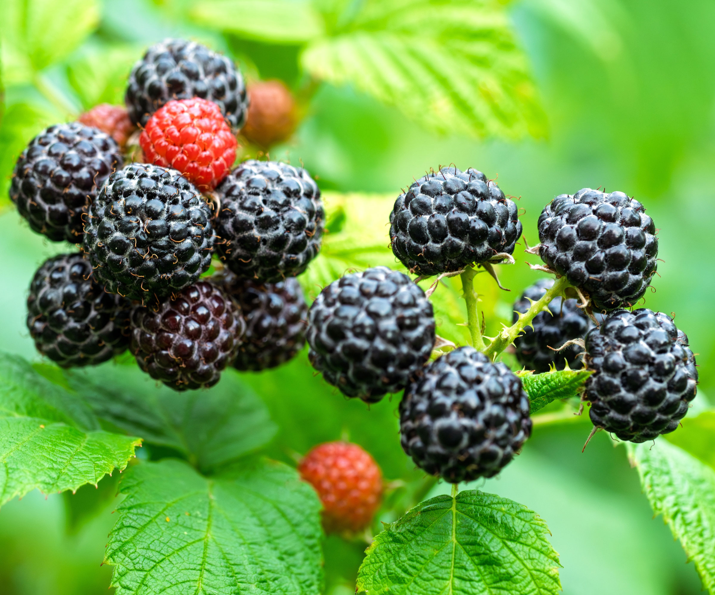 raspberry plants with black and red fruits and green foliage