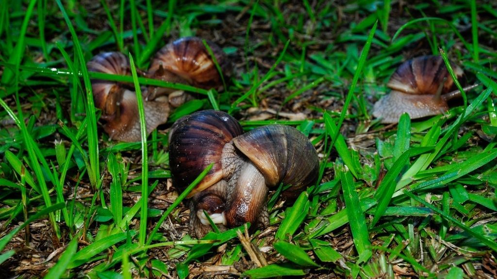 Giant stucco-eating snails brought to Florida by a cult finally eradicated from ..