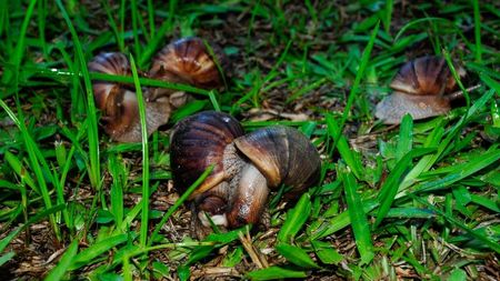 several giant african land snails in green grass; two are mating in the foreground