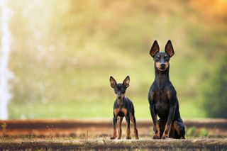 A puppy and fully grown dog