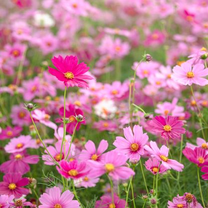 flowering cosmos