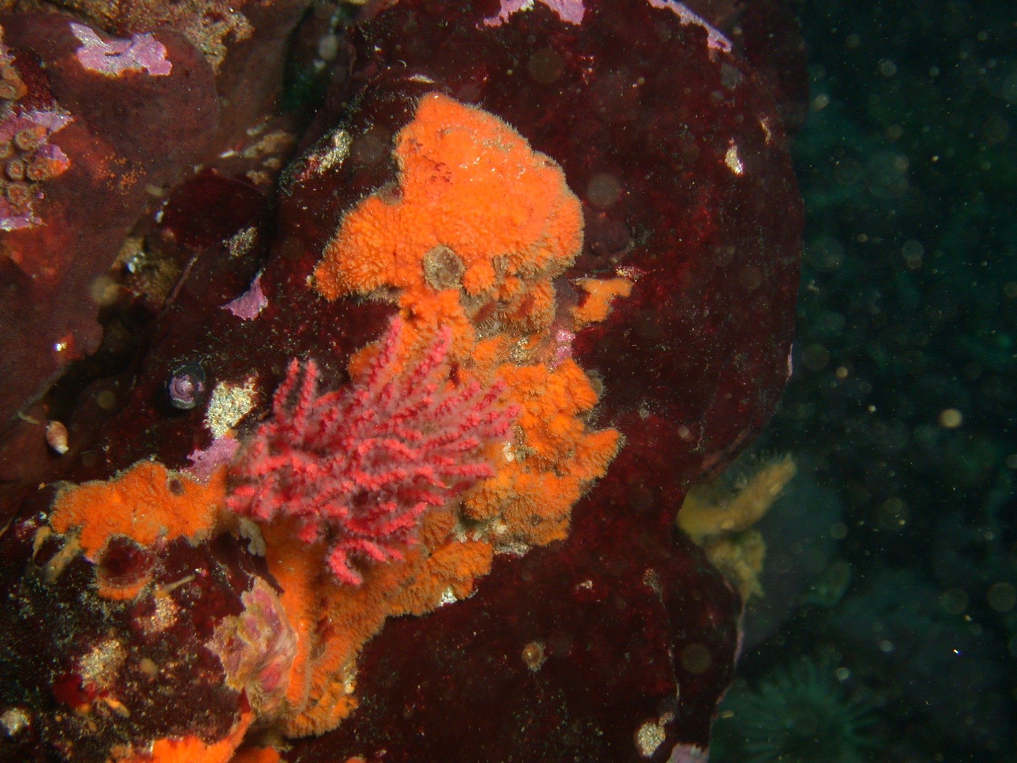 An image of a coral species.