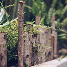 Dead hedge made from twigs and sticks