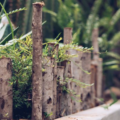 Dead hedge made from twigs and sticks