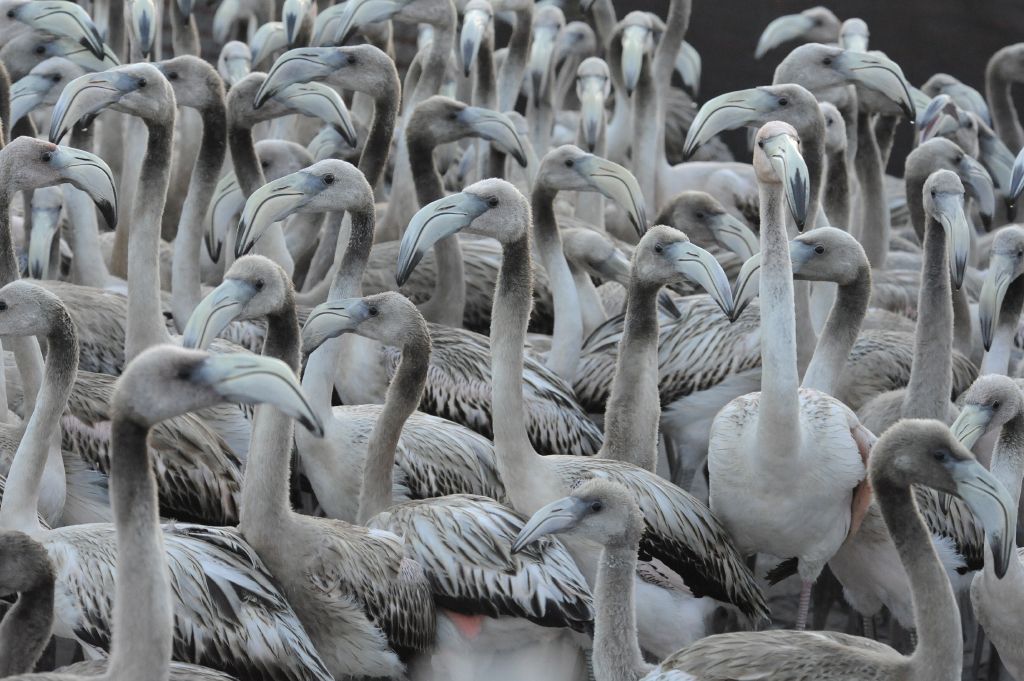 Young flamingos