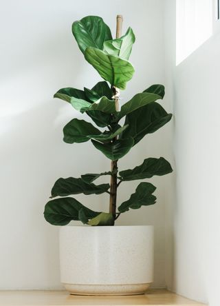 Fiddle leaf fig tree in a white pot