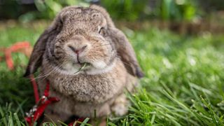 Rabbit wearing an example of the best rabbit harness