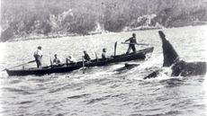 A killer whale hunting alongside a whaling boat in the early 20th century.