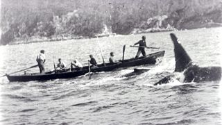 A killer whale hunting alongside a whaling boat in the early 20th century.