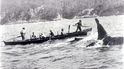 A killer whale hunting alongside a whaling boat in the early 20th century.