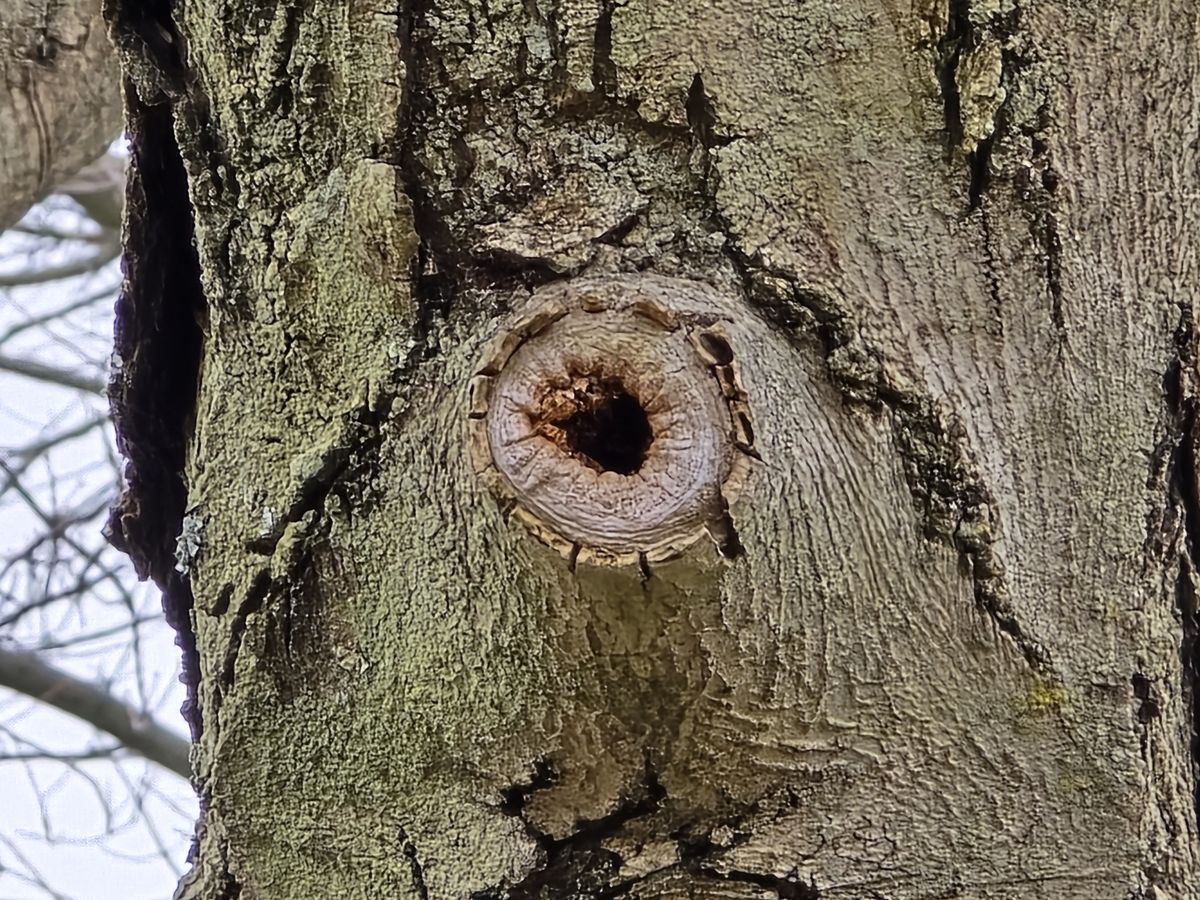 Samsung Galaxy S24 Ultra zoom camera sample.