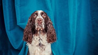 Show English springer spaniel