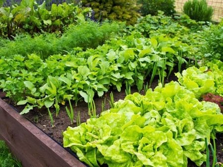 Leafy greens grow thickly in a raised garden bed