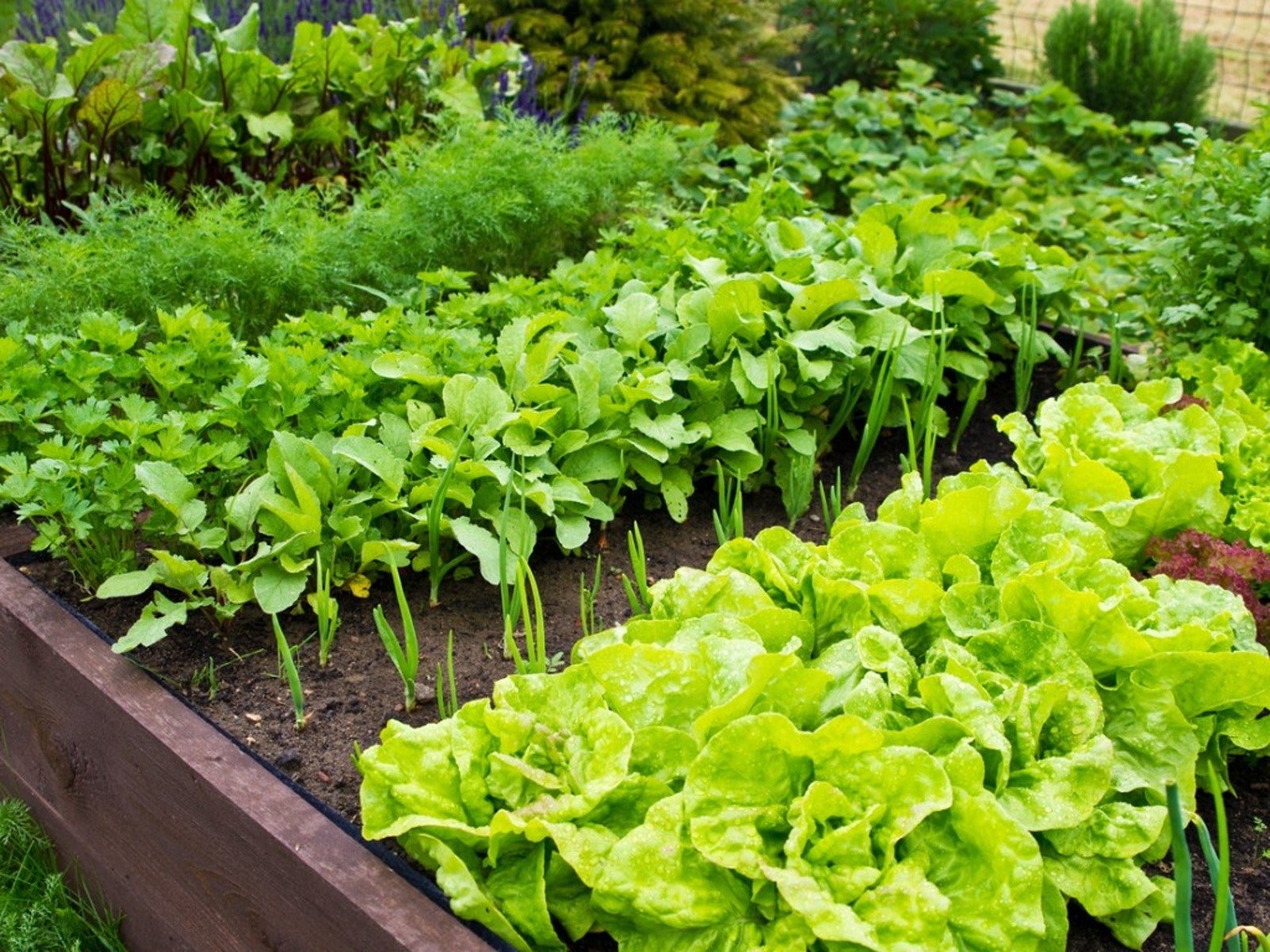 How to Grow Vegetables in Containers From Spring to Fall