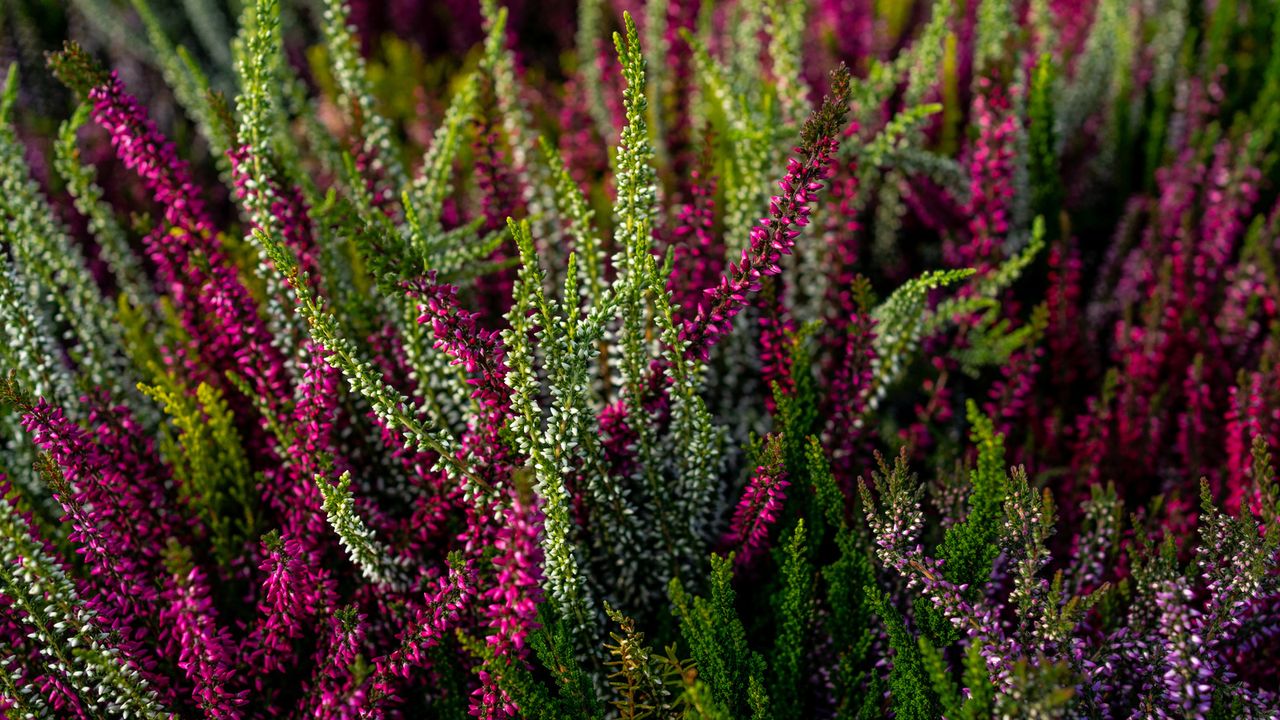 close up of white and pink Heather (calluna vulgaris) 